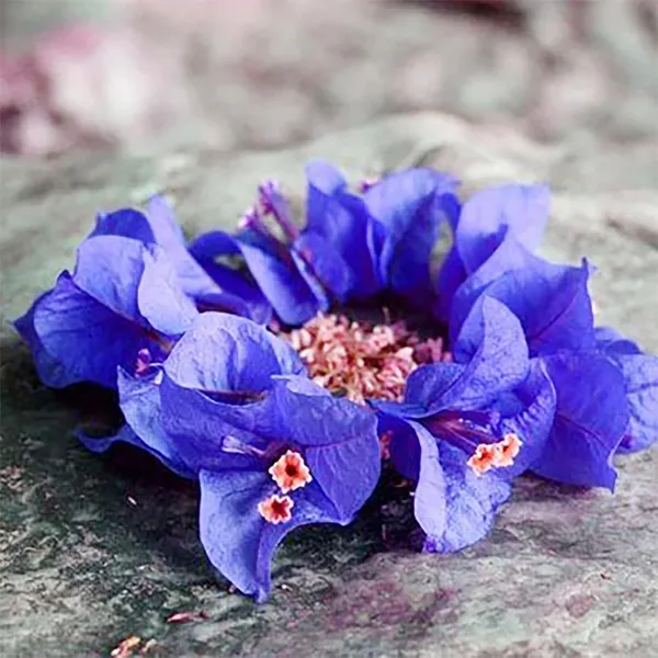 Imported_Royal_Blue_Bougainvillea_Flowering_Plant