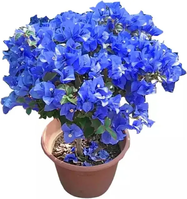 Imported_Royal_Blue_Bougainvillea_Flowering_Plant