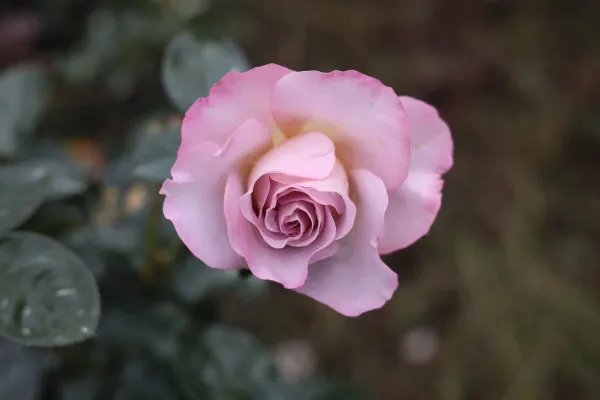 Blue_Girl_Rose