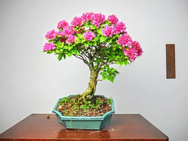 Grafted World Bonsai Bougainvila Price in India - Buy Grafted World Bonsai  Bougainvila online at https://graftedworld.com