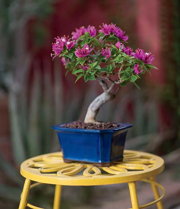 Imported_Pink_Bougainvillea_Bonsai_Tree_–_Live_Flowering_Decorative_Plant