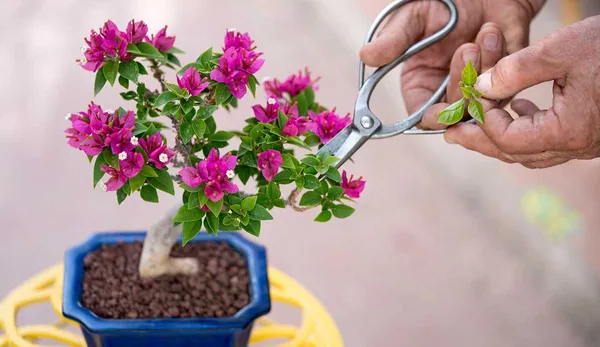 Imported_Pink_Bougainvillea_Bonsai_Tree_–_Live_Flowering_Decorative_Plant