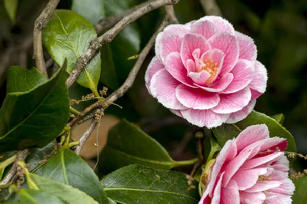 By_Color_Camelia_Flower_Plant