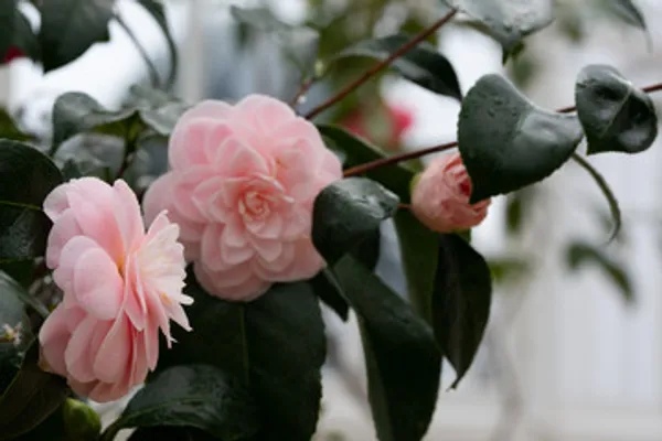 By_Color_Camelia_Flower_Plant