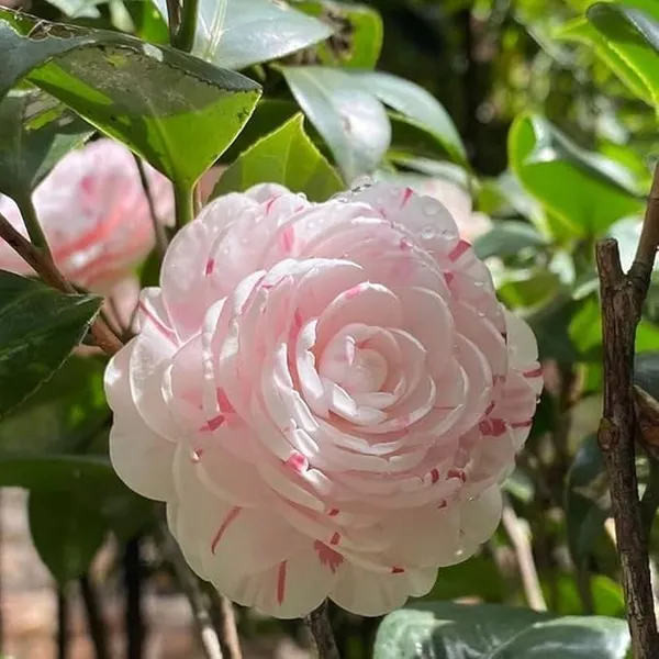 By_Color_Camelia_Flower_Plant