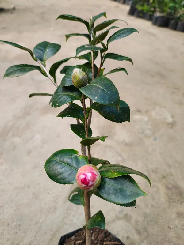Camelia_By_Color