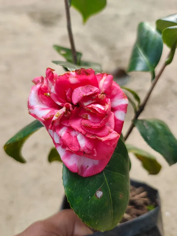 Camelia_By_Color
