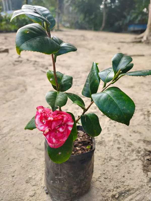 Camelia_By_Color