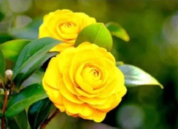 Imported_Premium_Yellow_Camellia_Double_Petal_Ornamental_Shrub_Plant