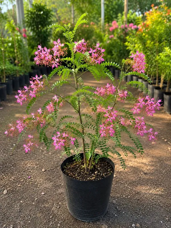 Cassia_Javanica/Pink_Hower