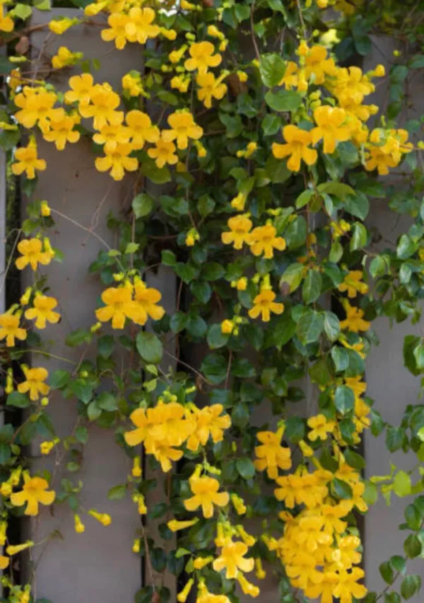 Cats_Clow_Vine_Plant