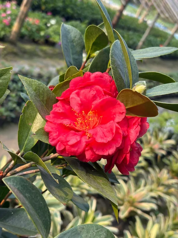 Chainese_Rose_Camelia