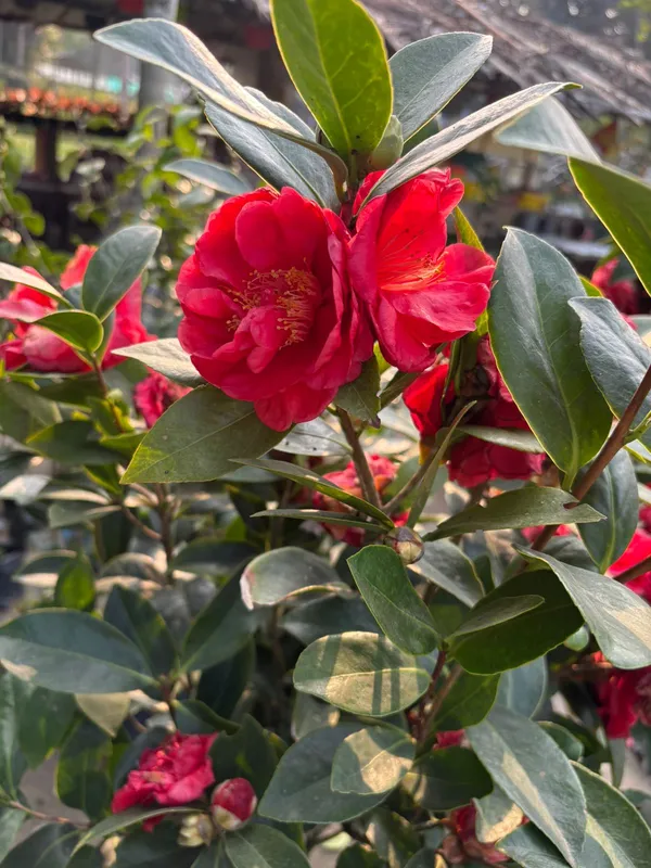 Chainese_Rose_Camelia