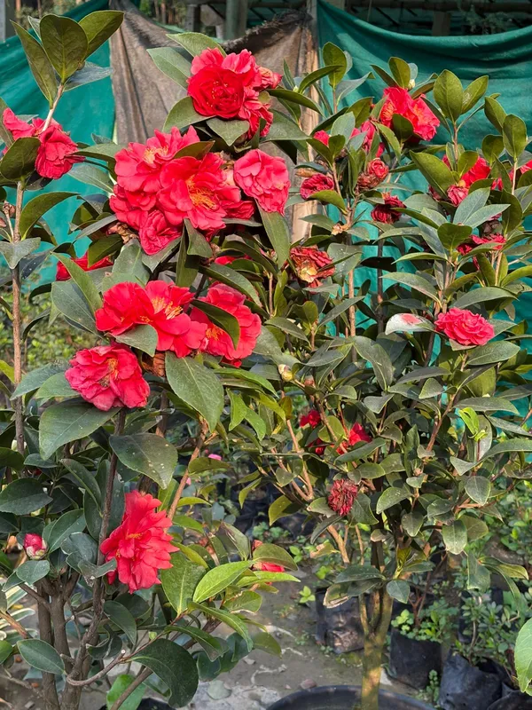 Chainese_Rose_Camelia