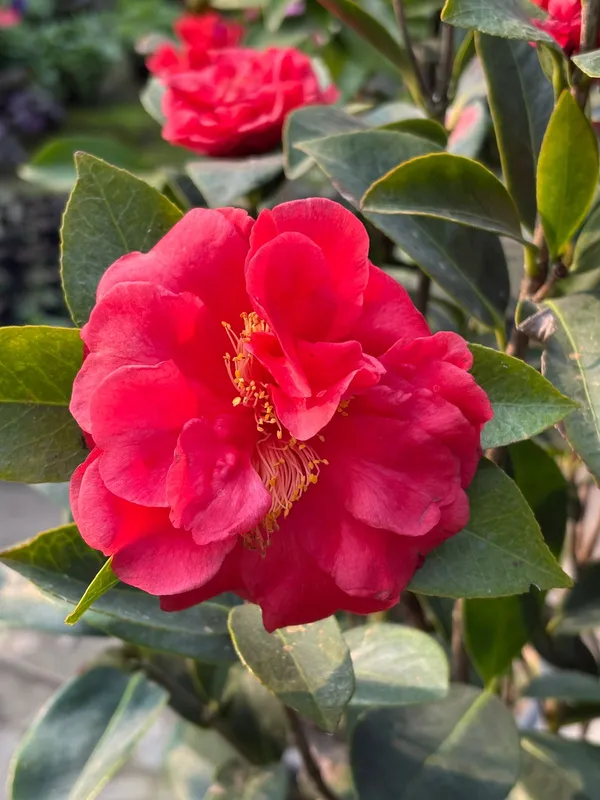 Chainese_Rose_Camelia