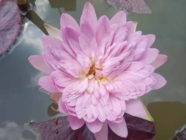 Champu_Patra_Water_Lotus_Tuber