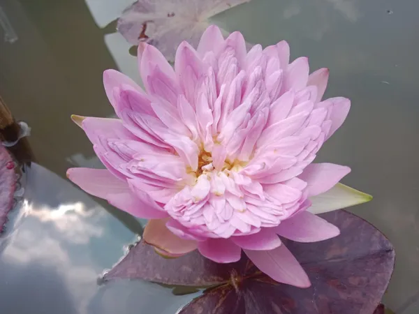 Champu_Patra_Water_Lotus_Tuber