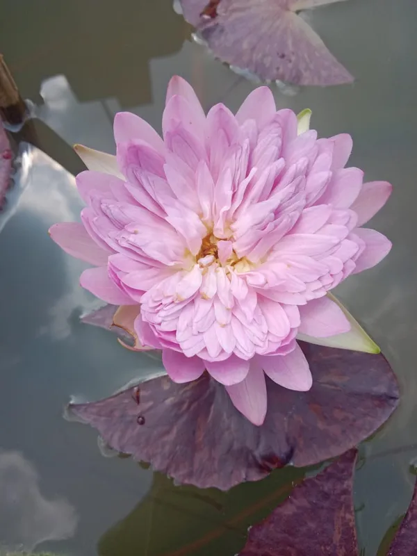 Champu_Patra_Water_Lotus_Tuber
