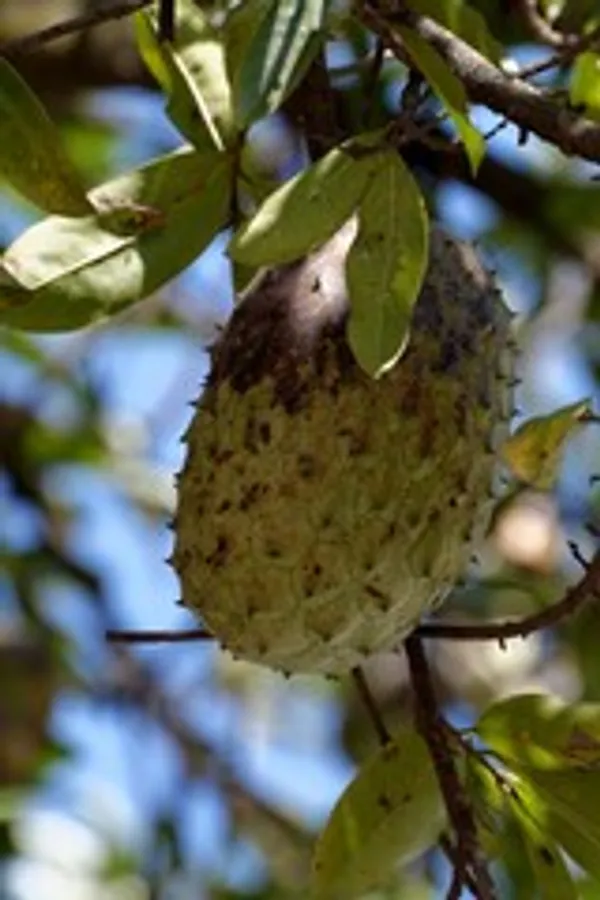 Corossol_Fruit(Cancer_Fruit)_live_plant