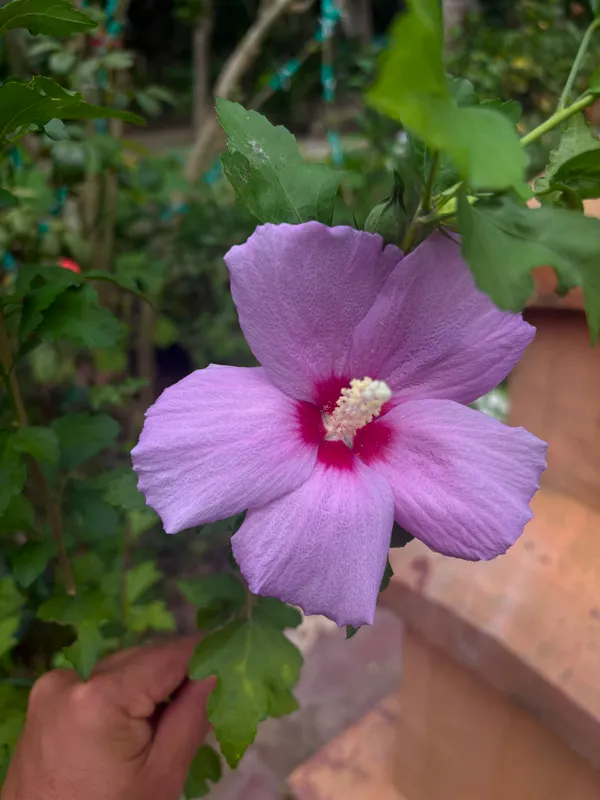 Blueberry_Hibscus