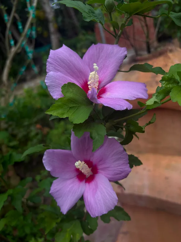 Blueberry_Hibscus