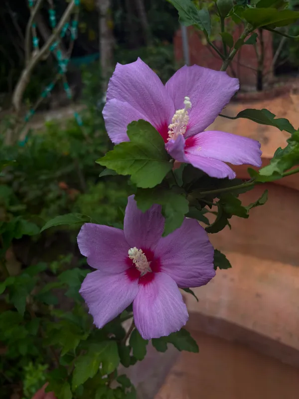 Blueberry_Hibscus