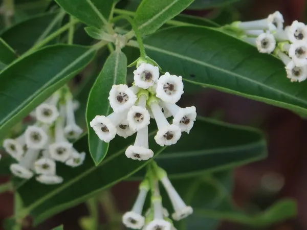Din_Ki_Raja_Flower_Plant