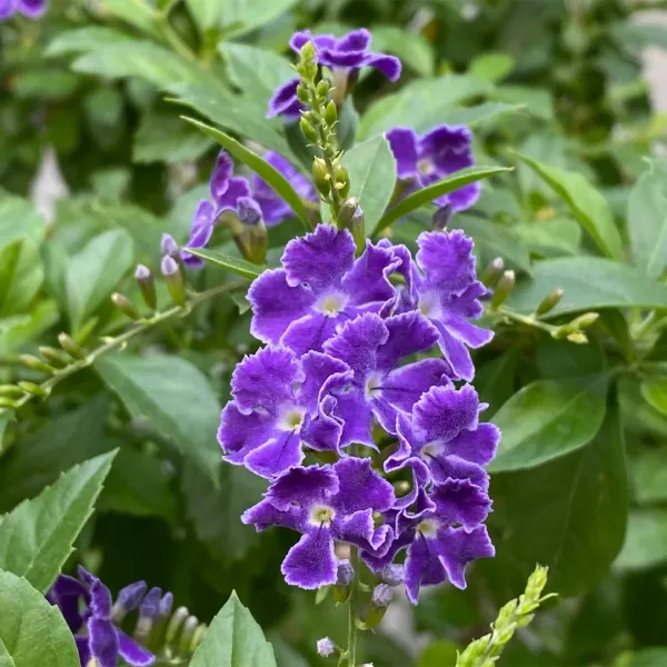 Duranta_Flower_Plant