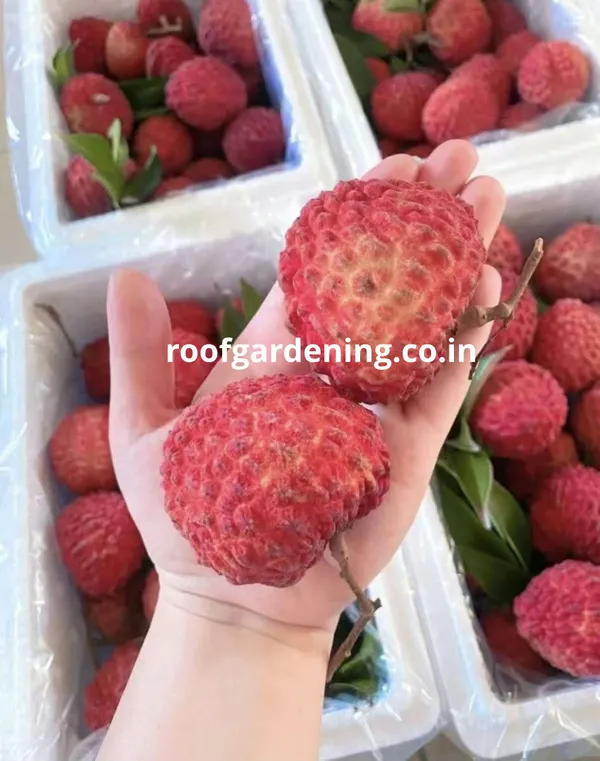Gaint_Litchi_Fruit_Plant(Grafted)