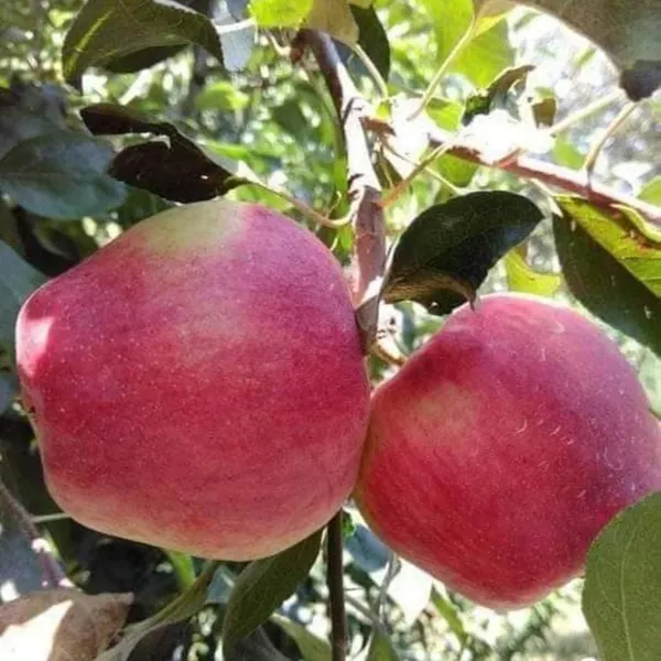 HRMN-99_Dwarf_Veriety_Apple_Plant