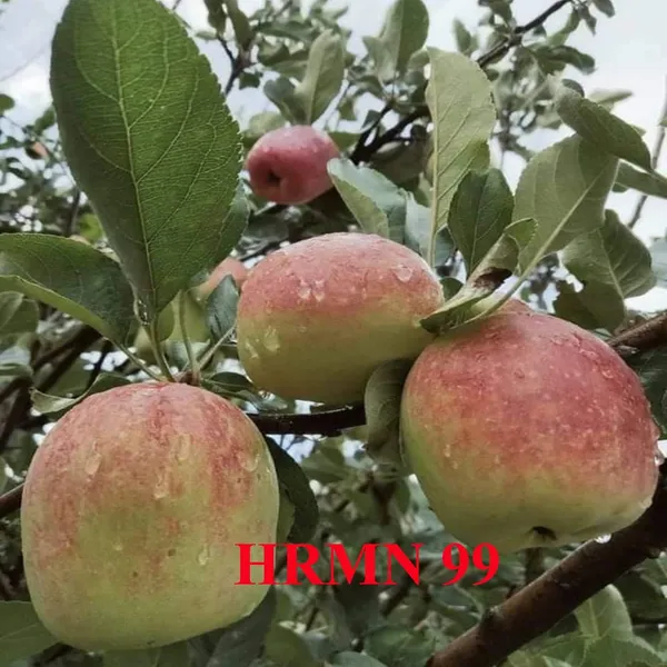 HRMN-99_Dwarf_Veriety_Apple_Plant