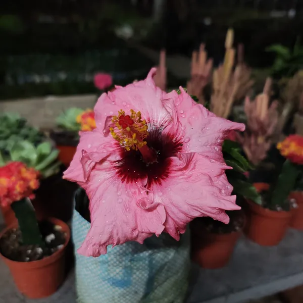 Hibiscus_Taiwan_pink