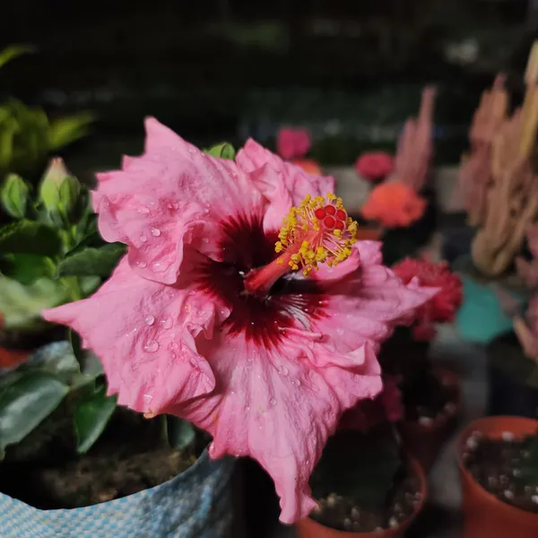 Hibiscus_Taiwan_pink