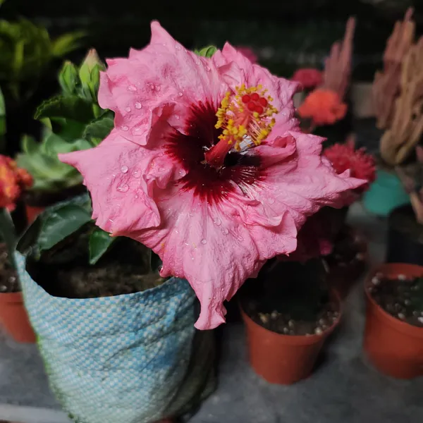 Hibiscus_Taiwan_pink