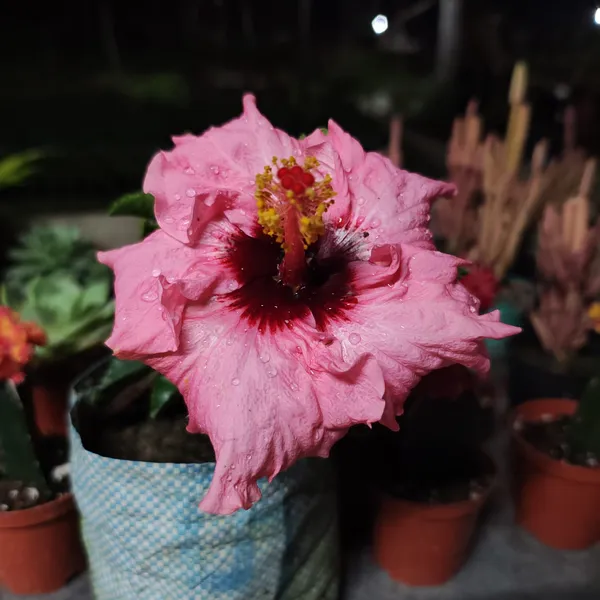 Hibiscus_Taiwan_pink