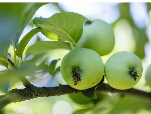 Hot_Claimate_Green_Apple_Dwarf_veriety