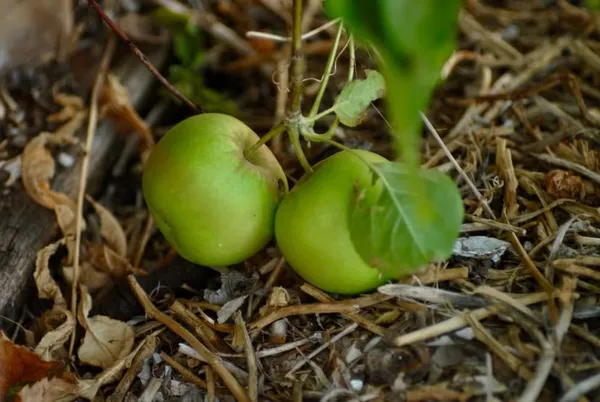 Hot_Claimate_Green_Apple_Dwarf_veriety