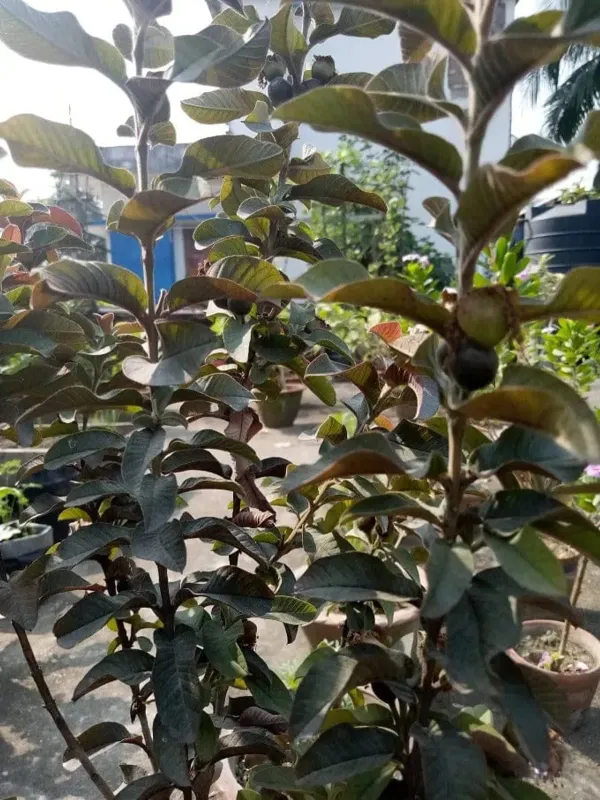 Malaysian_Guava_Plant_|_Grafted_and_Hybrid_Plants