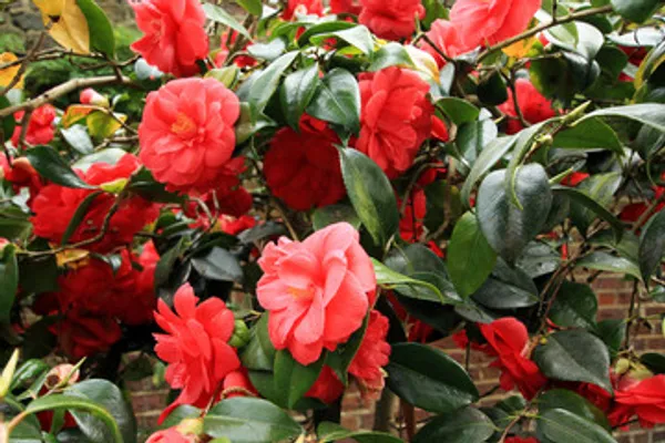 Light_Red_Color_Camelia_Flower_Plant
