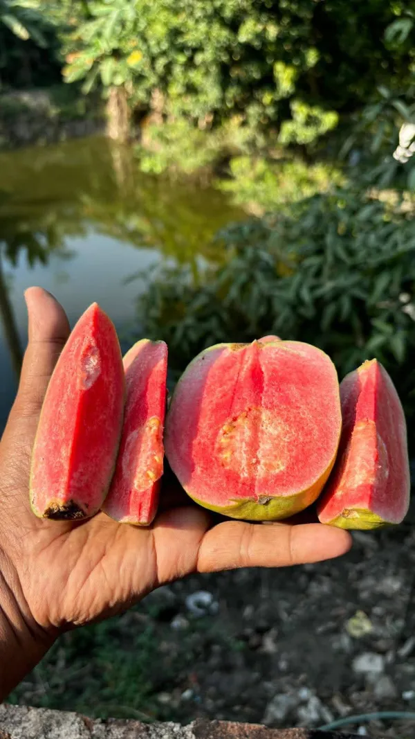 Imported_Exotic_Pink_Madhuri__Guava_–_Fast_Growing_Fruit_Plant