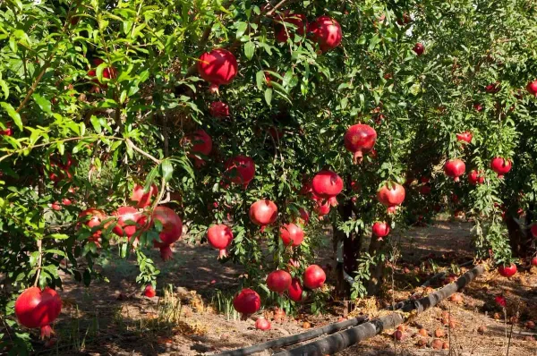 Maexican_Gaint_All_Time_Anar_Plant
