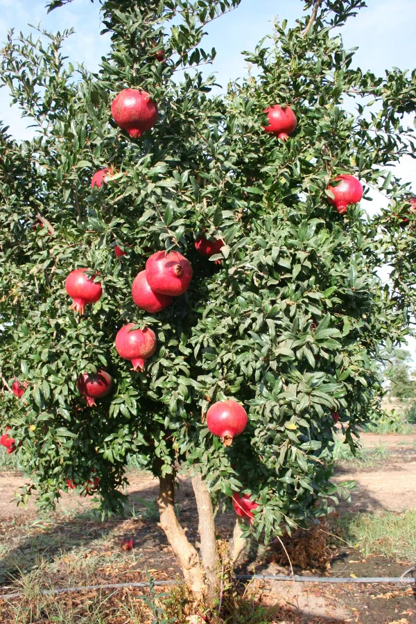 Maexican_Gaint_All_Time_Anar_Plant