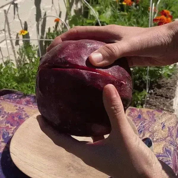Miami_Fruit_(Red_Custard_Apple)_live_Plant