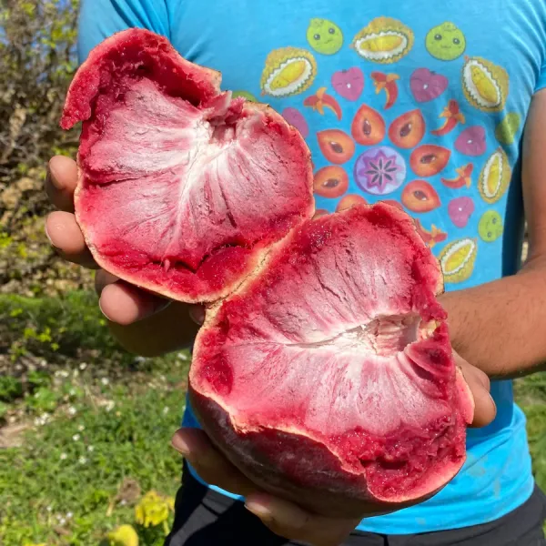 Miami_Fruit_(Red_Custard_Apple)_live_Plant