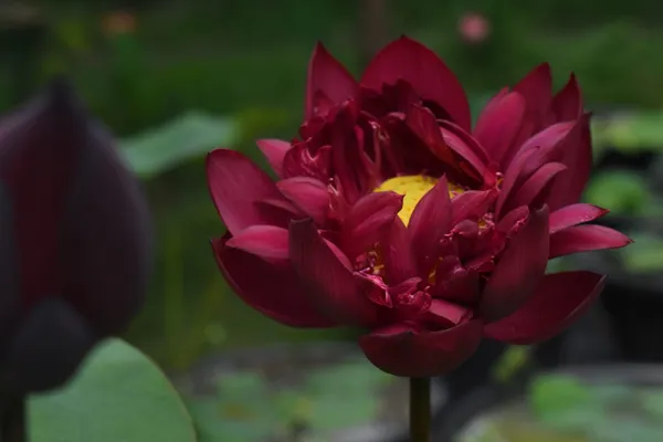 Mohong_Water_Lotus_Tuber