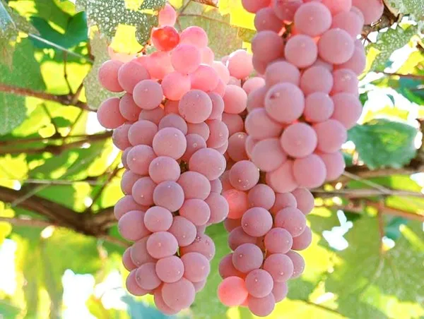 Pink_Grapes_Plant_Dwarf_Veriety_(Hot_Claimante)