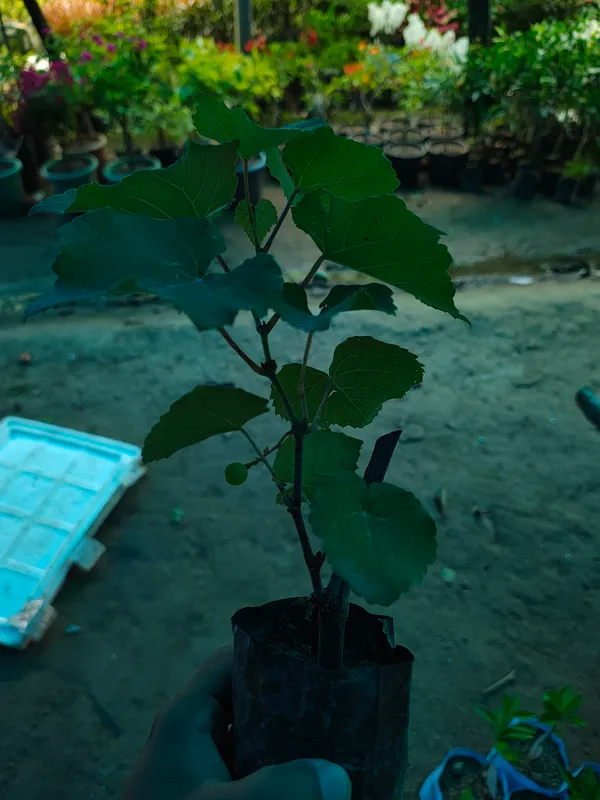 Pink_Grapes_Plant_Dwarf_Veriety_(Hot_Claimante)