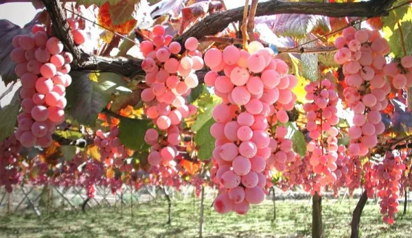 Pink_Grapes_Plant_Dwarf_Veriety_(Hot_Claimante)