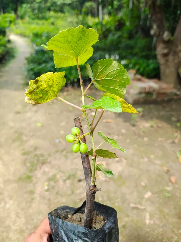 Pink_Grapes_Plant_Dwarf_Veriety_(Hot_Claimante)