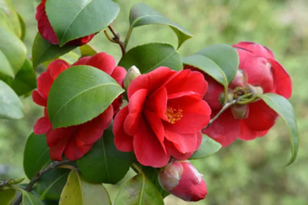 Red_Daffodil_Camelia